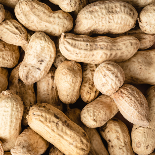2026년 햇 피땅콩